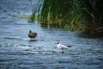 Seagull stands on stone in middle middle of river.