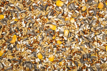 shallow depth of field bird seed
