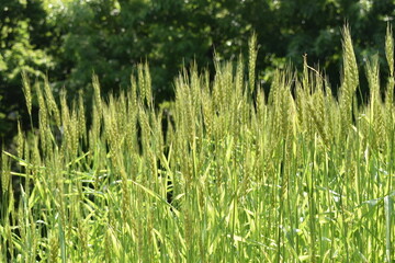 sunny green wheat field Spring season