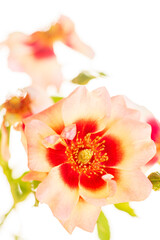 single rose in the vase