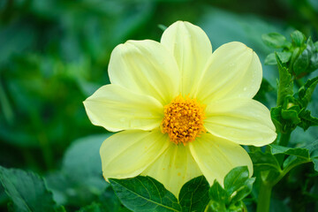 Background with bright yellow flower on green background.