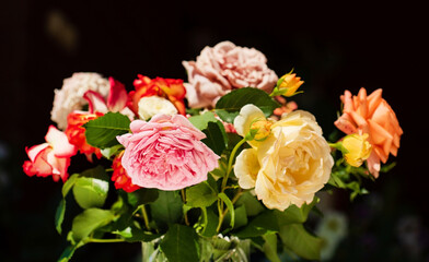 roses on the dark background