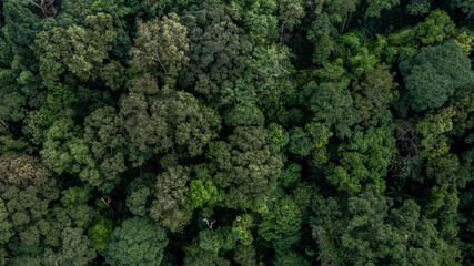 Aerial view forest tree, Rainforest ecosystem and healthy environment concept and background,...