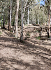 Forest in Andalusia