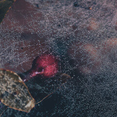 spider web with dew drops