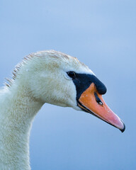 mute swan portrait