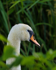close up of a swan