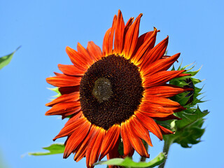The sunflowers have become perfect for viewing
