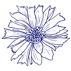 Chicory flower doodle sketch. Hand drawn vector illustration isolated on white background.