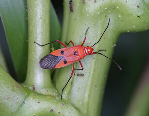 Dysdercus cingulatus, an Indian cotton stainer bug , on okra tree