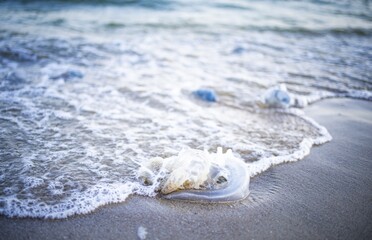 Dead jellyfish lie on a sandy shore signed by water on the Sea of Azov