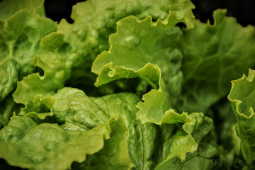 Crispy fresh salad leaves for healthy meal
