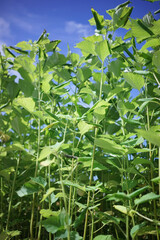 伝統的な手法で作られる宮古上布の原材料 沖縄県の離島宮古島に自生する植物苧麻 ちょまの畑