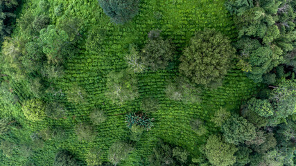 Aerial view green tea plantation on moutain hill north of Thailand, Top view green tea plantation in forest.