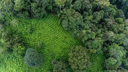 Aerial view green tea plantation on moutain hill north of Thailand, Top view green tea plantation in forest.