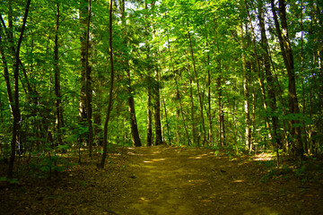 path in the green dense deciduous forest