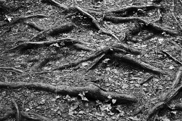 tree roots in the ground close up black and white