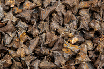 Scary Background consisting of black and brown thorns. rough background of prickly growths. Floating horn