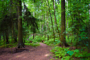 path through dense green forest