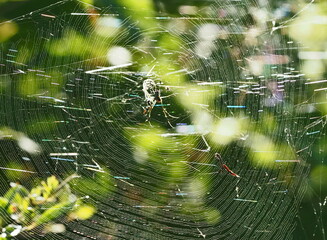 spider web in the morning