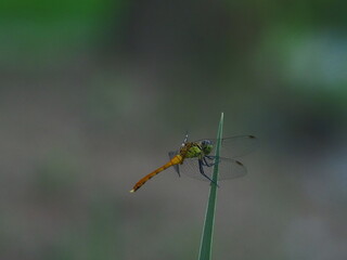 dragonfly on a leaf