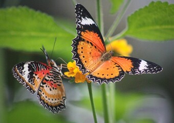butterfly on a flower