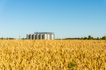 Grain storage silos system,golden wheat field under a summer blue clear sky. © ARVD73