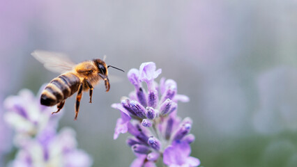 Honey bee pollinating lavender flowers. Plant decay with insects. Blurred summer background of...
