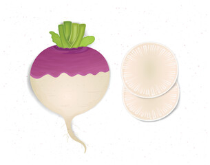 Turnip Vegetable vector illustration with turnip round slices from the top view