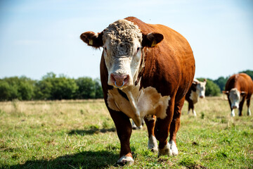 Großer Stier auf der Weide mit seinen Kühen - 520190824
