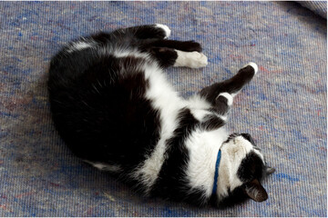 black cat on the floor