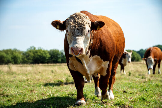 Gro&szlig;er Stier auf der Weide mit seinen K&uuml;hen