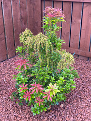 Pieris flaming forest shrub freshly planted in garden © Richard Johnson