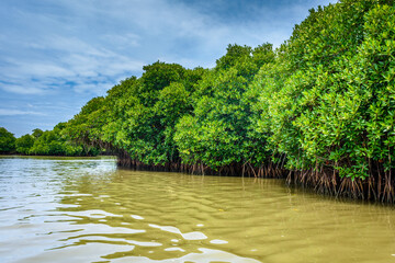 Pichavaram Mangrove Forests. The second largest Mangrove forest in the world, located near...