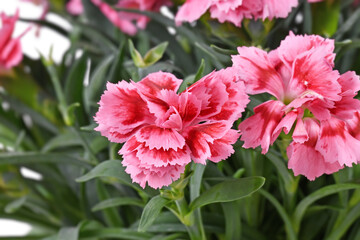 Flower of pink Dianthus plant