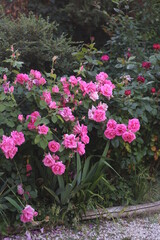 Fototapeta na wymiar Rosal rosas rosas