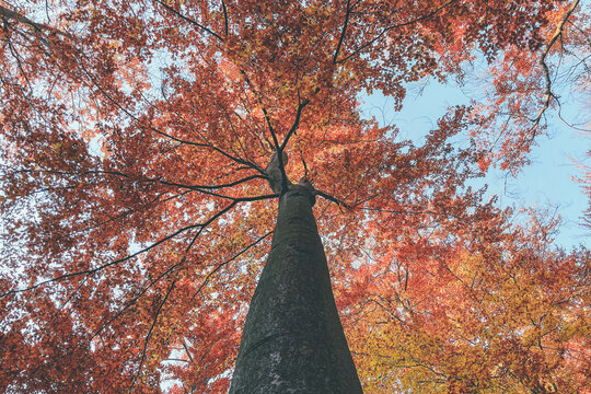 Fototapeta autumn tree in the park