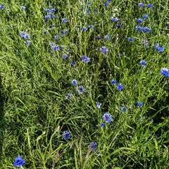 blue and yellow flowers