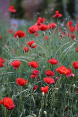 Fototapeta premium Campo de amapolas