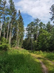 forest in the mountains