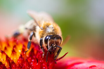 Closeup of Honey bee collecting pollen from red flower. Bee against the green blury background. Pollination concept