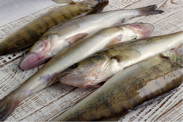 fresh fish on the market