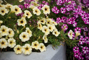 Small beautiful yellow and purple white flowers grow on lawns in a small town