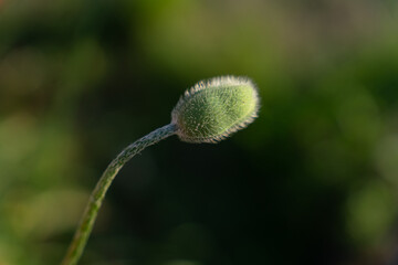 Unopened poppy bud on green blurred background. High quality photo