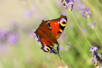 Beautiful butterfly in lavender field on sunny day, closeup
