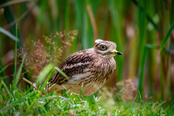 Burhinus oedicnemus der Triel Zugvogel in Deutschland