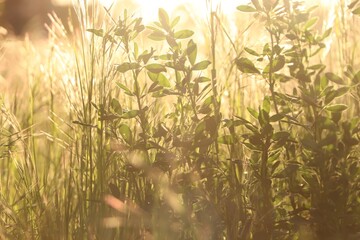 Lush grass and wild flowers in spring meadow