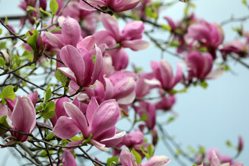 Beautiful magnolia tree with pink flowers on blurred background, closeup