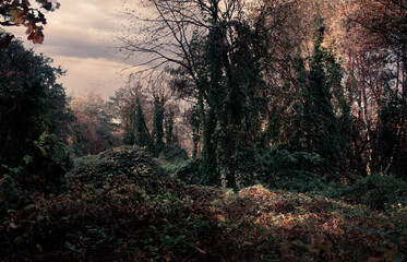 wild impenetrable forest.