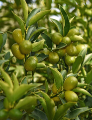 kumquat tree
